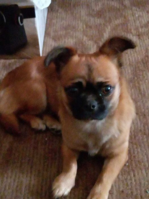 Піканесс -віддам в добрі руки, з щепленнями та стерилізована