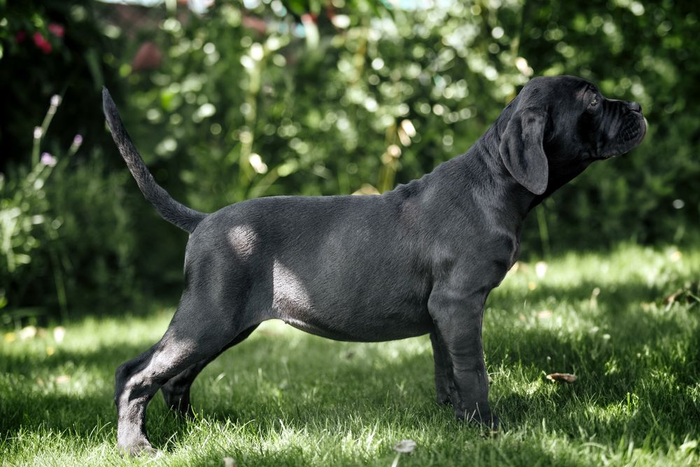 Кане корсо цуценята