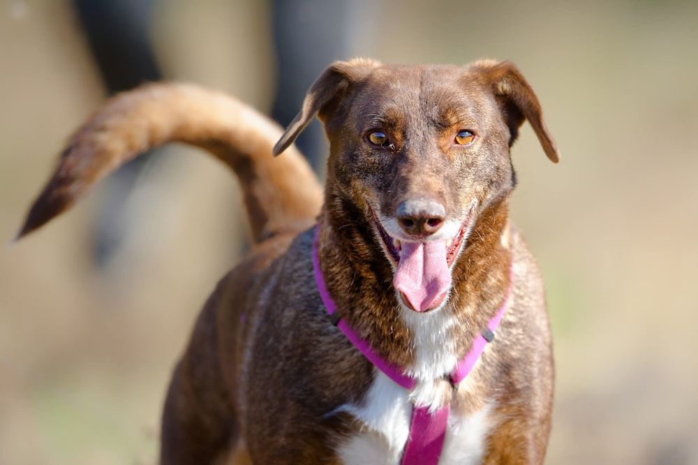 Rysio, idealny i młody psiak czeka na dom