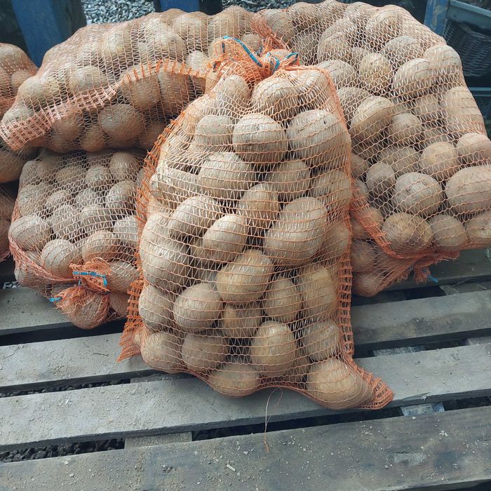 Ziemniaki gala, vineta ,bellarosa i bernina