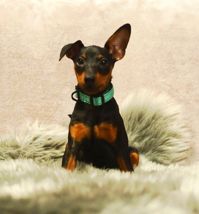 _ Piesek _Pinczer miniaturowy ZKwP FCI _ _  wyprawka  _ przebadane