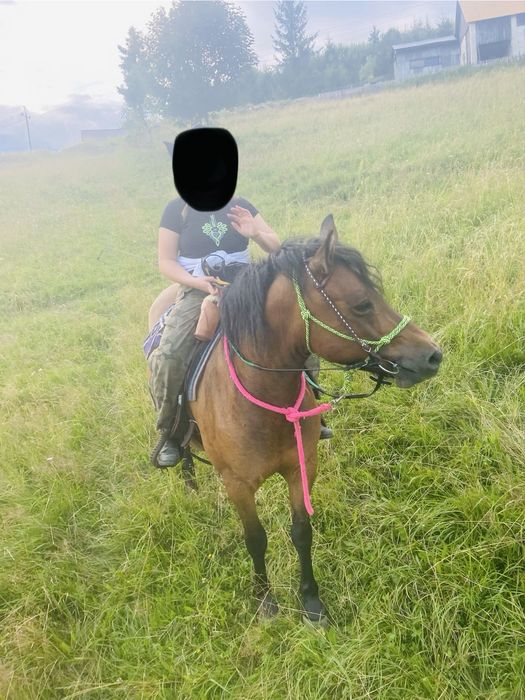 Spokojny kon rodzinny  ( profesor )