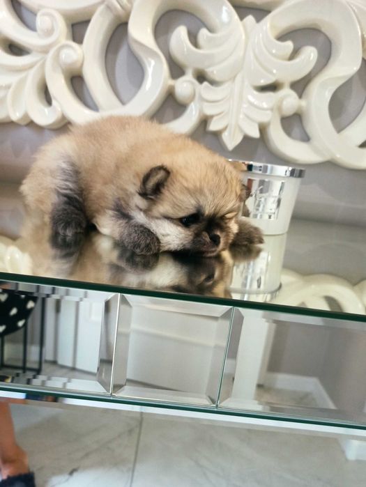 Szpic miniaturowy***pomeranian suczka