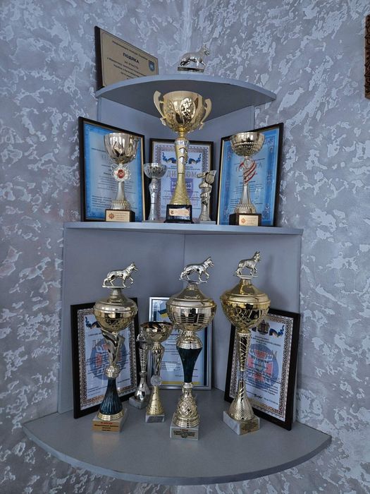 Вязка німецька вівчарка