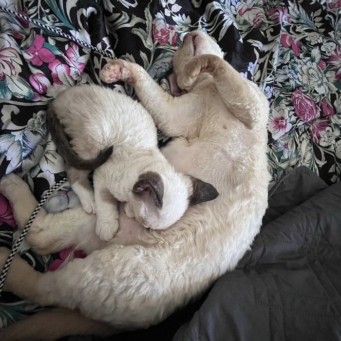 Dyzio - bajbardziej upierdliwy i miziasty kocurek z  Devon Rex