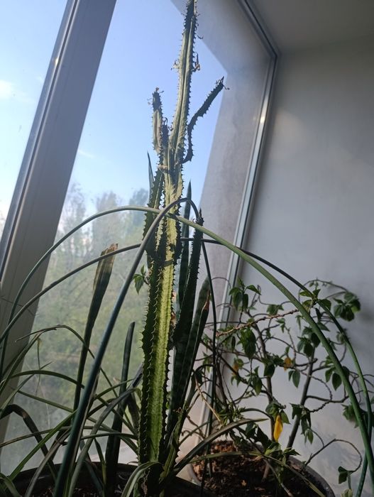 Продам кактуси сукуленти