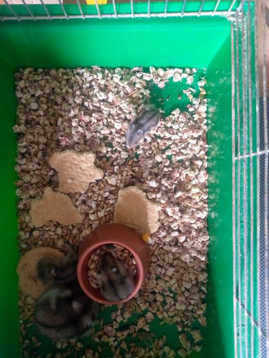 Хомячки Кременчуг