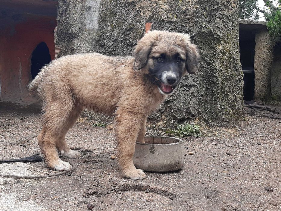 Cachoro de estimação femea