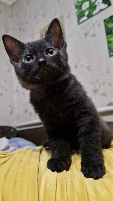 Кошеня дівчинка 2,5 місяці