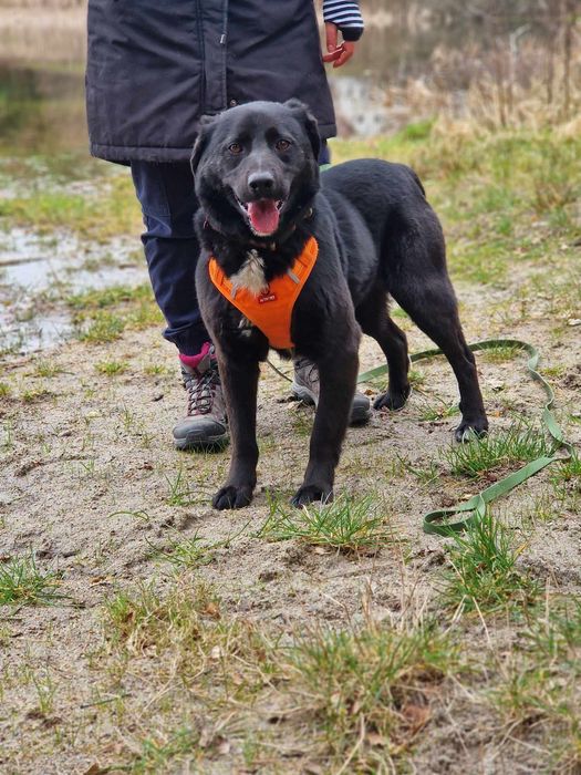 Lusiek na tropie domu