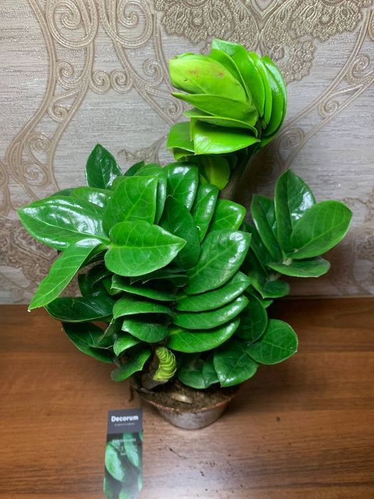 Заміокулькас Зензі