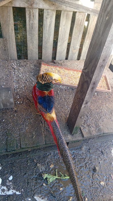 Faisao macho para venda