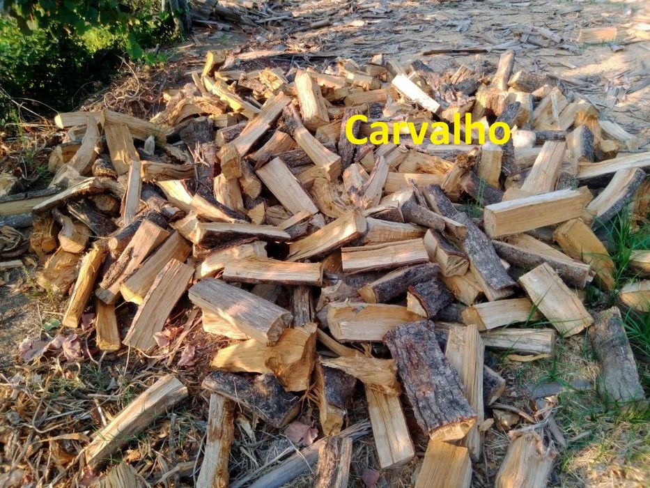 Diferentes lenhas secas e rachadas no verão