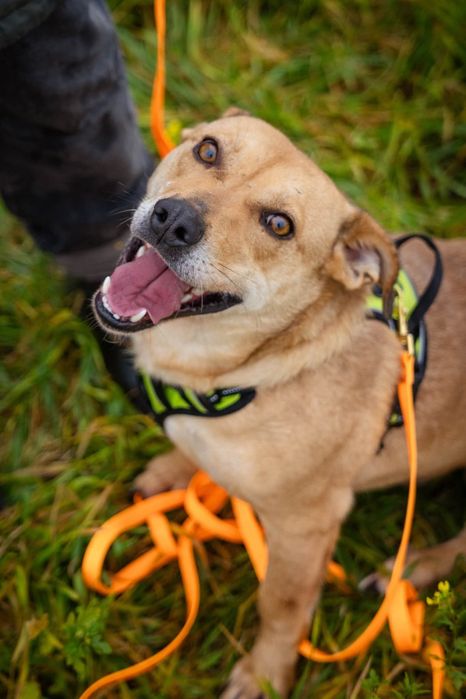 Marian niskopodłogowy wesołek Schronisko Nadzieja w Napierkach