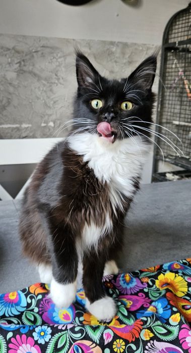 Maine coon kotka CLEO kocica