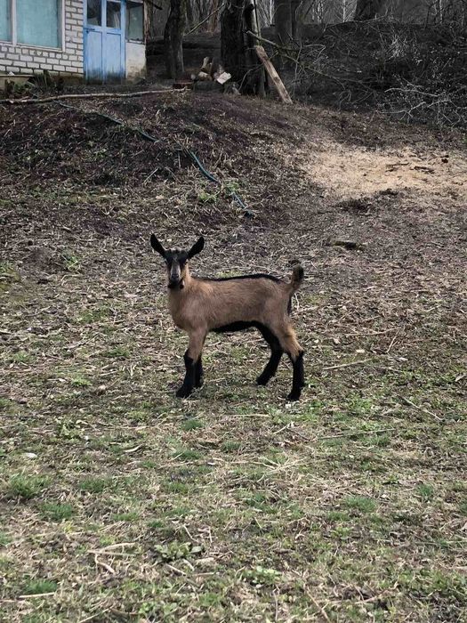 Козлик , цапик,  альпієць
