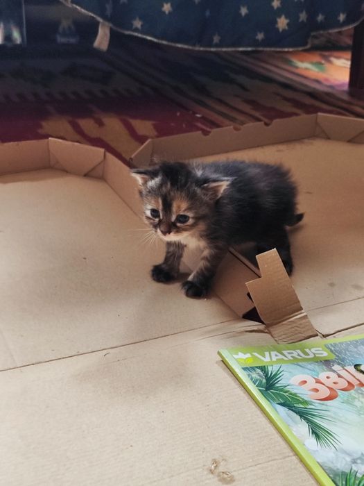 кошенята в хороші руки