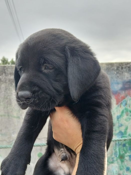 Labrador retriver Menina