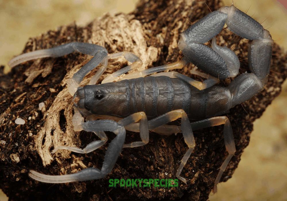 Uroplectes olivaceus Przepiękne niebieskie skorpiony