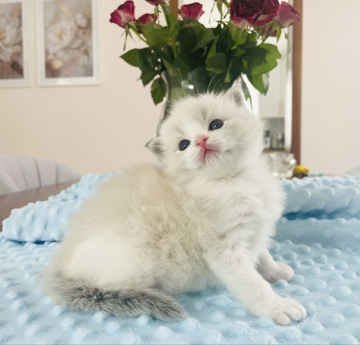 Ragdoll kocurek FPL / FIFe