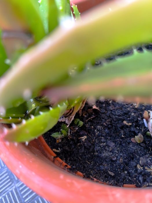 Suculenta. Cacto brevifolia. Planta medicinal. Família espécie Aloe Vera.