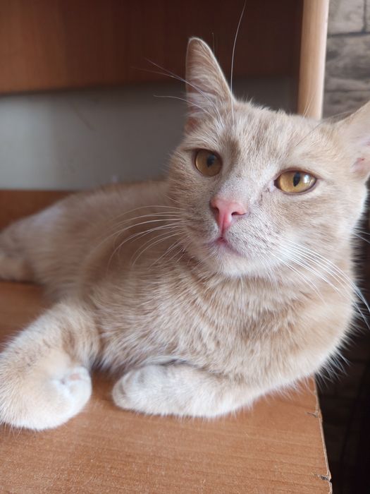 Перетримка котів