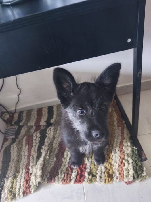 Adoção responsável - 4 meses