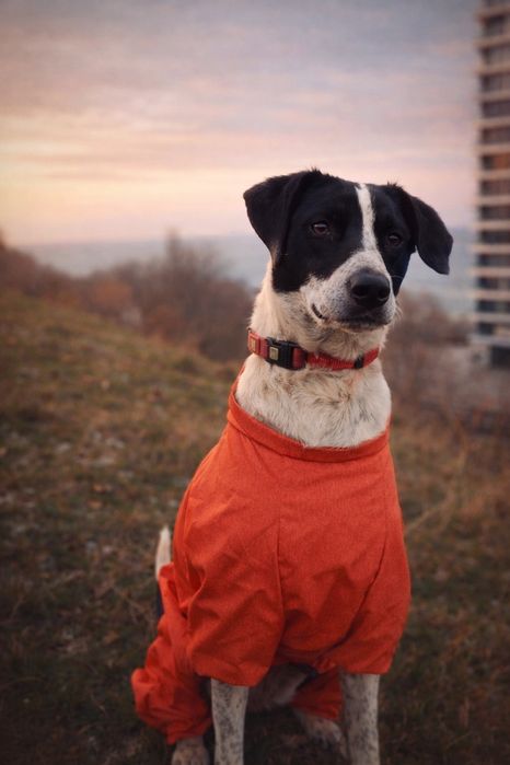 Кетті  метис поінтера шукає сім'ю