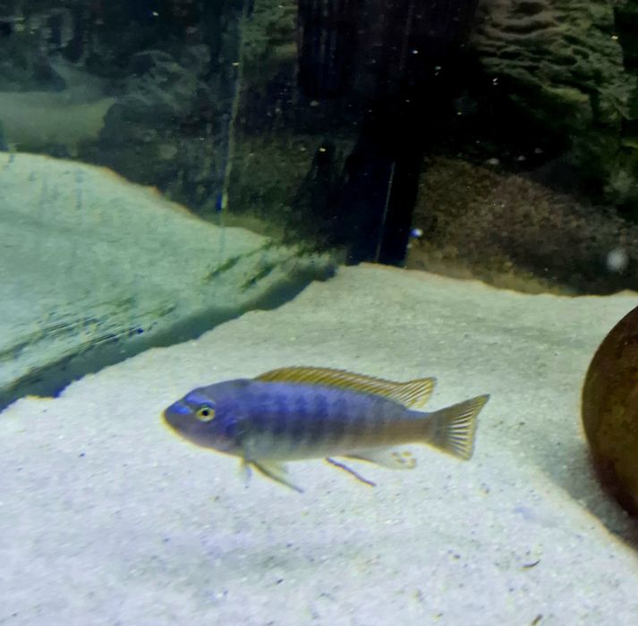 Labeotropheus tumbi west