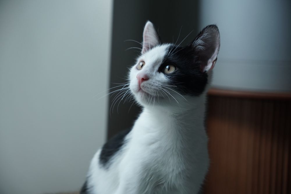 Котика в хороші руки