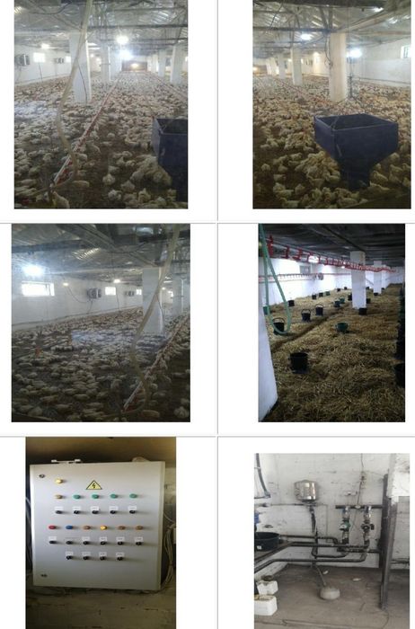 Комплекс будівель  (птахоферма)