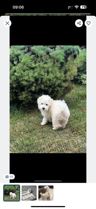 ‼️ .Мальтипу// Мальтійська болонка.. (можна обрати вживу)