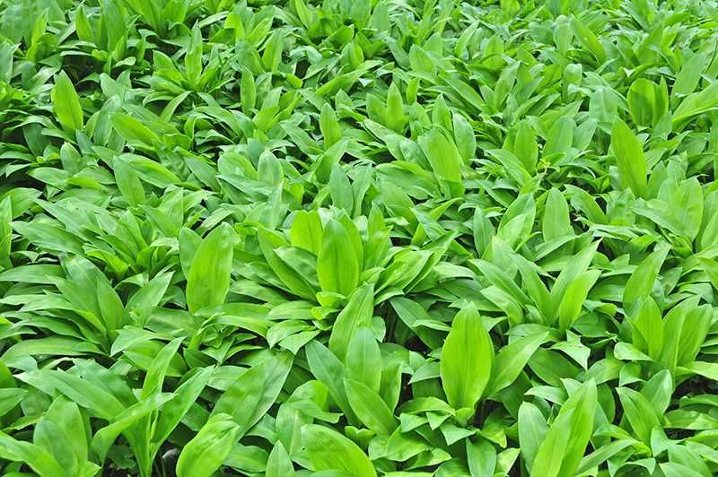 | 100szt PAKIET | PRODUCENT Czosnek niedźwiedzi sadzonki cebulki,,.