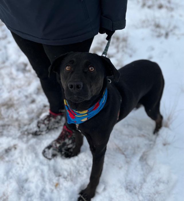 Wronka w typie labradora do adopcji ze schroniska