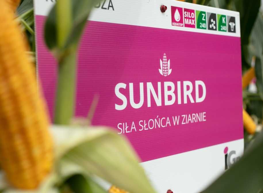 Nasiona kukurydzy IGP Codizouk, Kokuna, Sunbird
