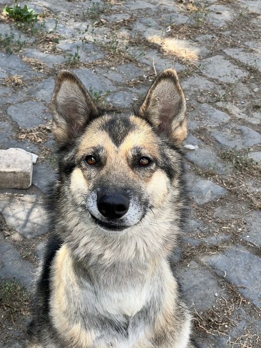 Лали ищет семью