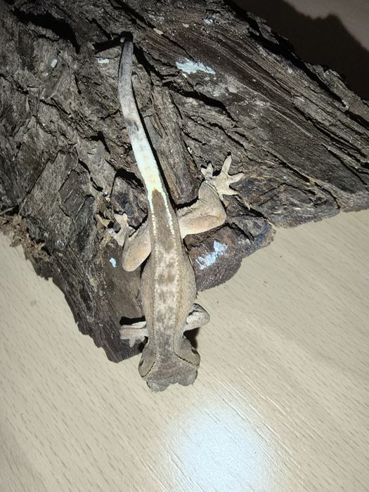 Gekony orzęsione młode