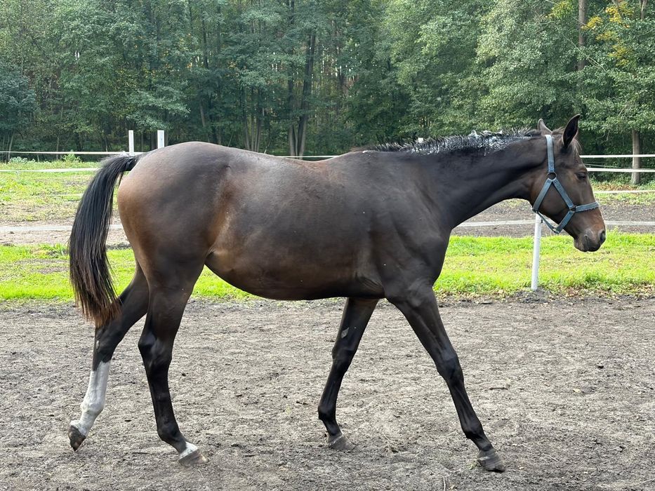1,5 roczna klacz po Stakkato Cornet
