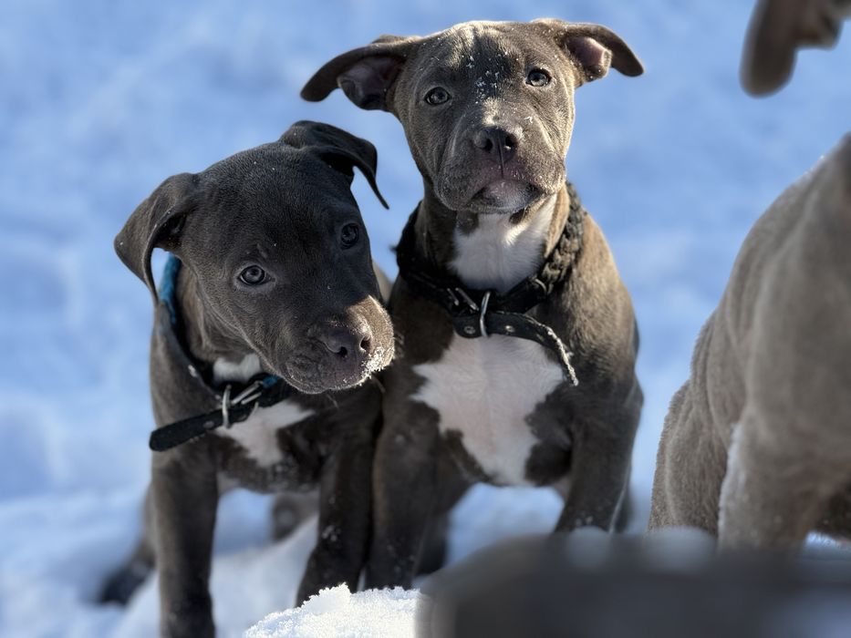 Продаються цуценята АМ Стаф