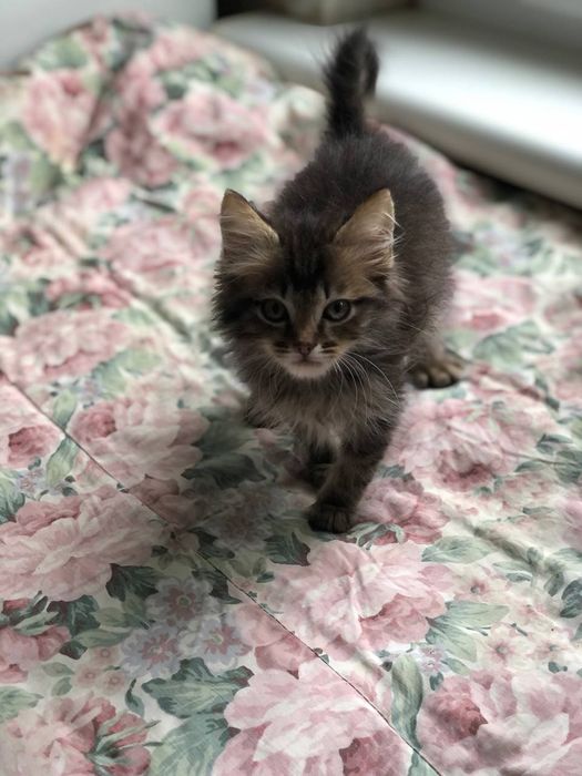 Котенок мальчик бесплатно