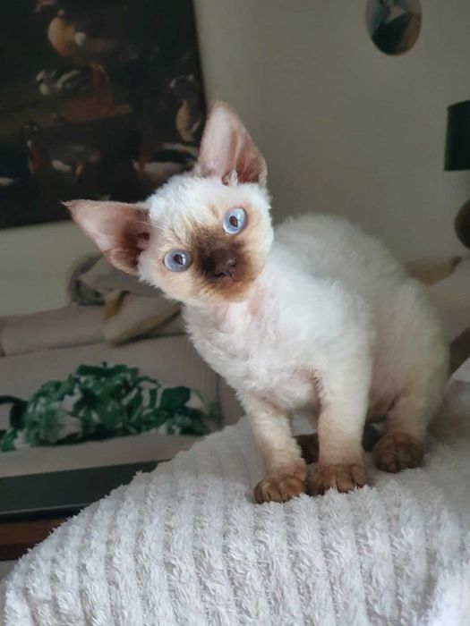 Kot Devon Rex Kociak Devon Devonek Rex Kociak