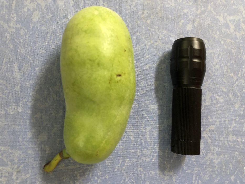 PawPaw saqueta com 10 sementes. O preço inclui portes CTT.