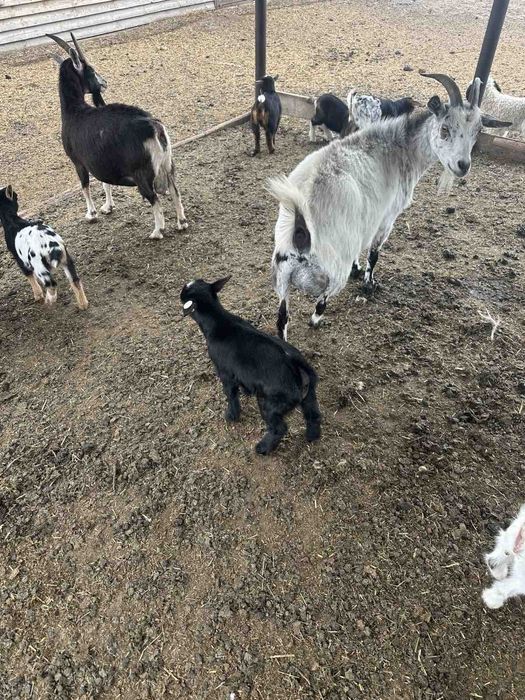 Камерунский козы карлики гномы