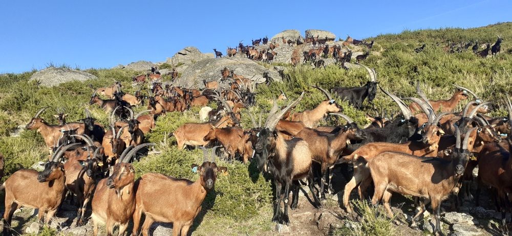 Vendo 60 cabras bravias