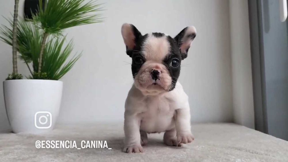 Bulldog Francês Fêmea com LOP e Afixo