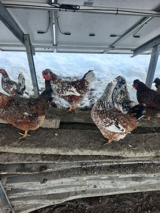 Jajka legowe czubatki staropolskiej