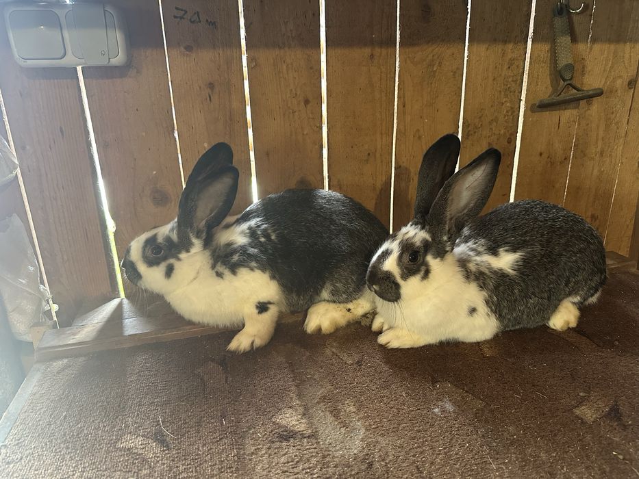 Продаються кролі