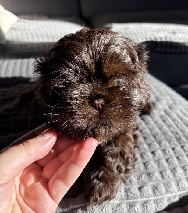 Shih tzu czekoladowy Simba