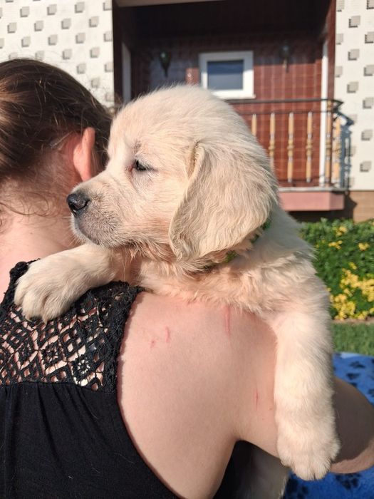 Golden Retriever Lop/Exames