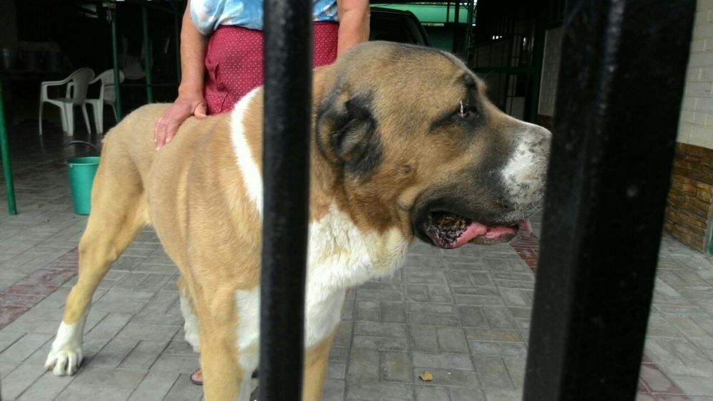 Кобель середньоазіатської  вівчарки САО алабай